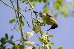 图像鸟olive-backed太阳鸟胆小的太阳鸟
