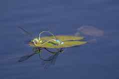 图像蜻蜓交配水昆虫动物