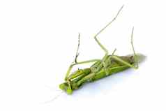 图像绿色螳螂白色背景昆虫