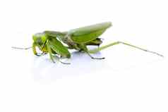 图像绿色螳螂白色背景昆虫