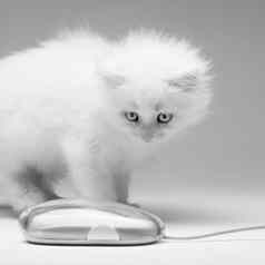 可爱的白色小猫鼠标