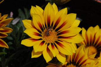 蜜蜂黄色的花