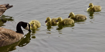 美丽的孤立的图像年轻的家庭加拿<strong>大鹅</strong>游泳
