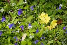 森林地板上细节黄色的叶蓝铃花