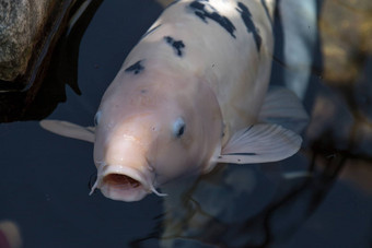 锦 鲤鱼鲤属卡皮奥haematopterus