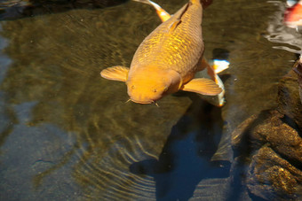 锦 鲤鱼鲤属卡皮奥haematopterus