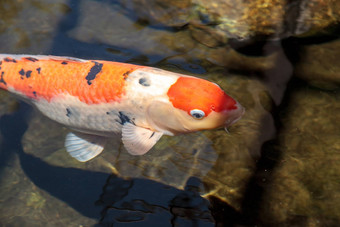 锦 鲤鱼鲤属卡皮奥haematopterus