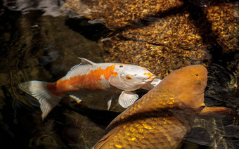 锦 鲤鱼鲤属卡皮奥haematopterus