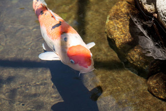 锦 鲤鱼鲤属卡皮奥haematopterus