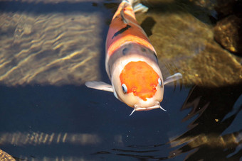 锦 鲤鱼鲤属卡皮奥haematopterus