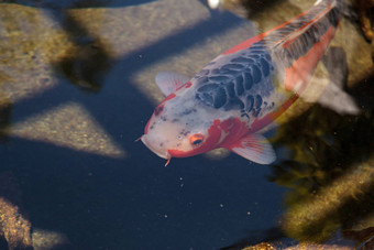 锦 <strong>鲤鱼</strong>鲤属卡皮奥haematopterus