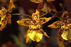 黄色的金蝶兰属植物兰花花花朵植物花园