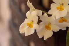精致的堇型花兰花被称为miltonia花花朵