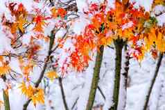 红色的秋天枫木树覆盖雪南韩国