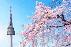 首尔塔粉红色的樱桃开花樱花季节春天首尔南韩国