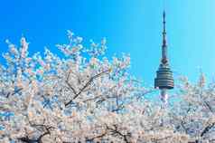 首尔塔粉红色的樱桃开花樱花季节春天首尔南韩国
