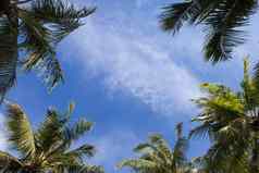 棕榈树蓝色的天空棕榈树热带
