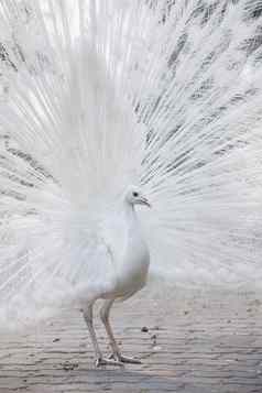 白色孔雀显示尾巴羽毛