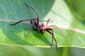 nursery-web蜘蛛蜥蜴科