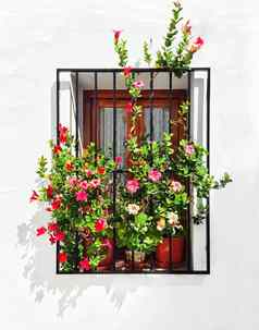 盛开的锦葵装修窗口白色房子