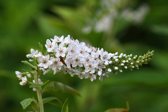 白色鹅颈式花珍珠菜克莱特罗伊德斯