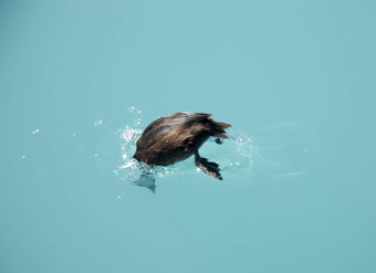 新西兰斑背潜鸭