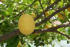 成熟的柠檬水果分支机构叶子