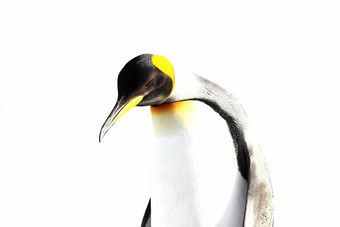 王企鹅孤立的白色背景