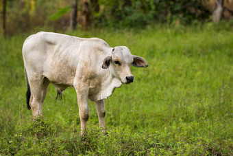 图像白色牛自然背景动物农场