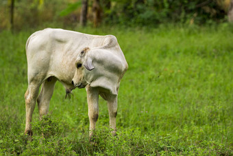 图像白色牛自然背景动物农场