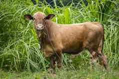 图像棕色（的）牛自然背景动物农场