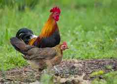 图像旋塞母鸡自然背景农场动物