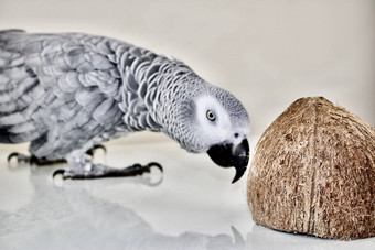 椰子非洲灰色鹦鹉