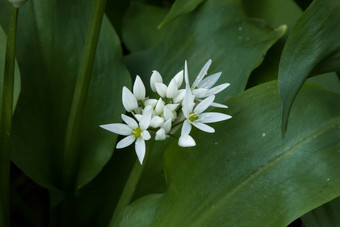 野生大蒜花