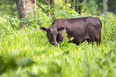 图像黑色的牛自然背景动物农场