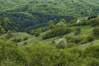 住宅区保加利亚村术后森林树叶开花春天术后山