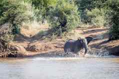 大象牛玩水大坝