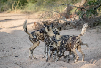 包非洲野生狗玩沙子
