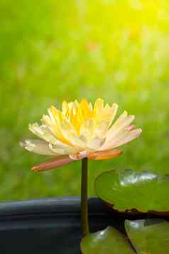 莲花花盛开的池塘夏天