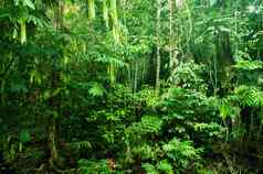 难以置信的热带密集的森林