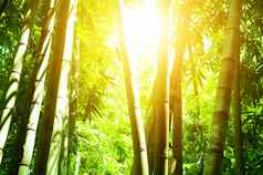 亚洲竹子森林太阳光