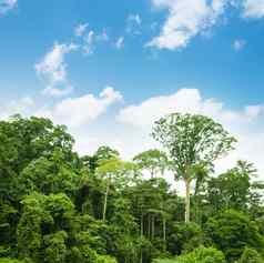 热带热带雨林景观蓝色的天空