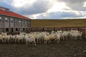 剪sheeps逗留里约大巴塔哥尼亚阿根廷