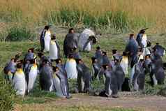 王企鹅生活野生公园企鹅国王巴塔哥尼亚智利