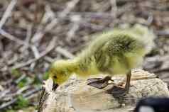 美丽的孤立的照片可爱的有趣的小鸡加拿大鹅树桩