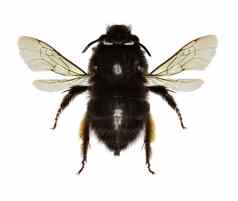 hairy-footed花蜜蜂白色背景蚁螨属羽状体帕拉斯
