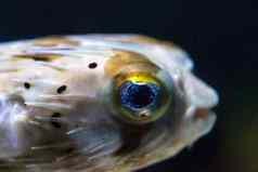 多刺的porcupinefish迪奥东全息香眼睛闪耀白