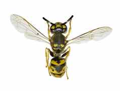 德国黄蜂白色背景vespula日耳曼法布里修斯