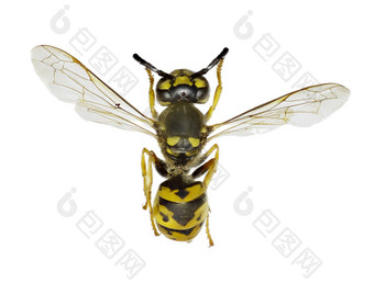 德国黄蜂白色背景vespula日耳曼法布里修斯