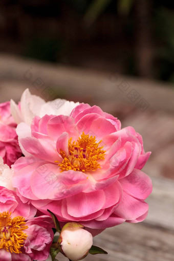 白色粉红色的牡丹花芍药属花束